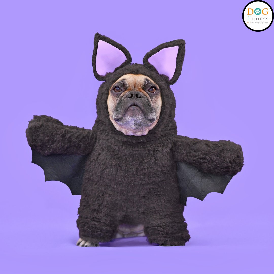 New Superhero Batdog 🐾😂😂😂

#Dogexpress #Celebratingdoglove #Doglovers #Dogowners #lovemydog #doglove #doglife🐾 #superdog #batdog #superhero #funnyiamges #dogstagram #dogsofinstagram