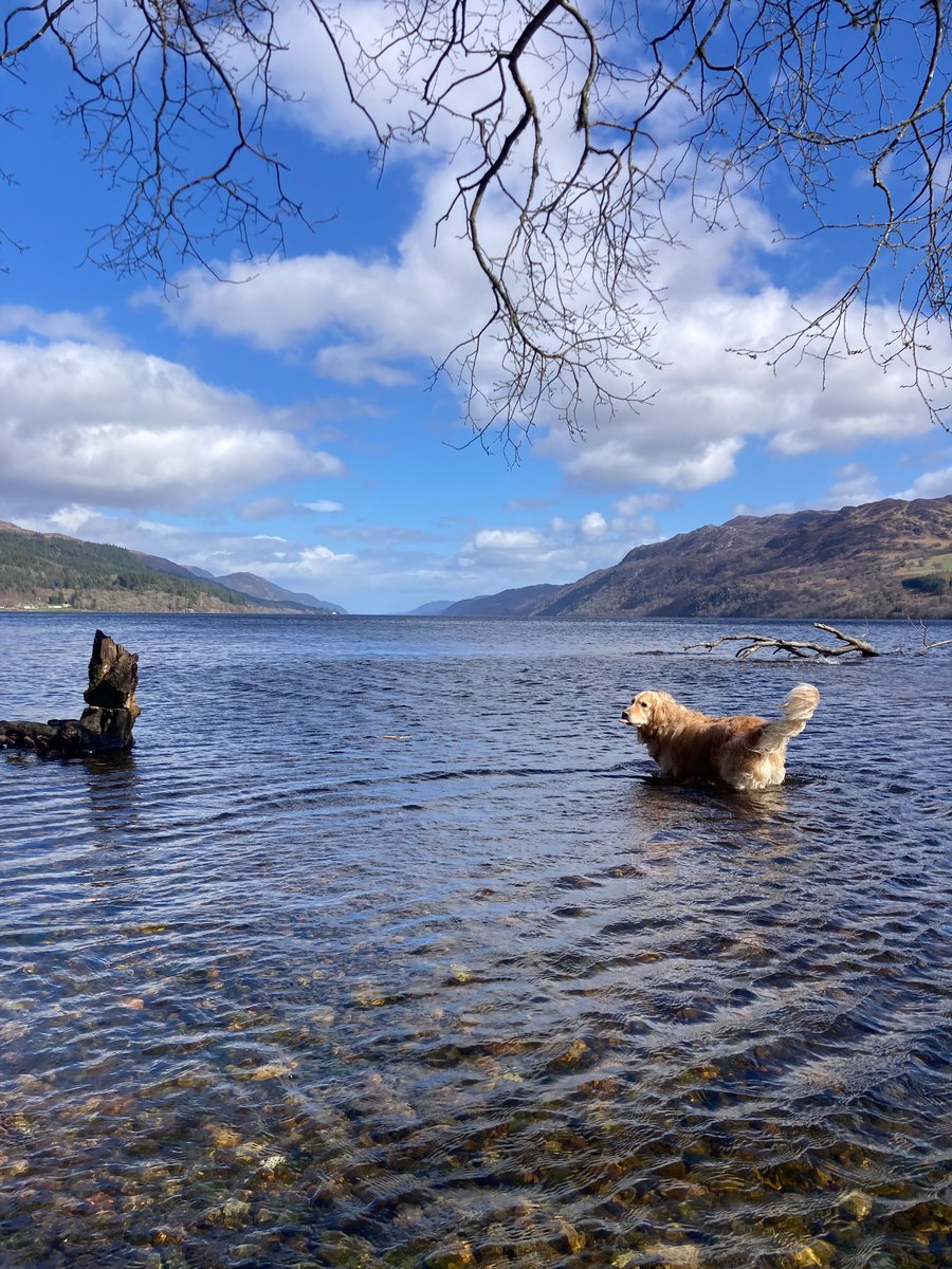 Luna searching for Nessie in the icy water of Loch Ness #Scotland #folklore #GoldenRetriever