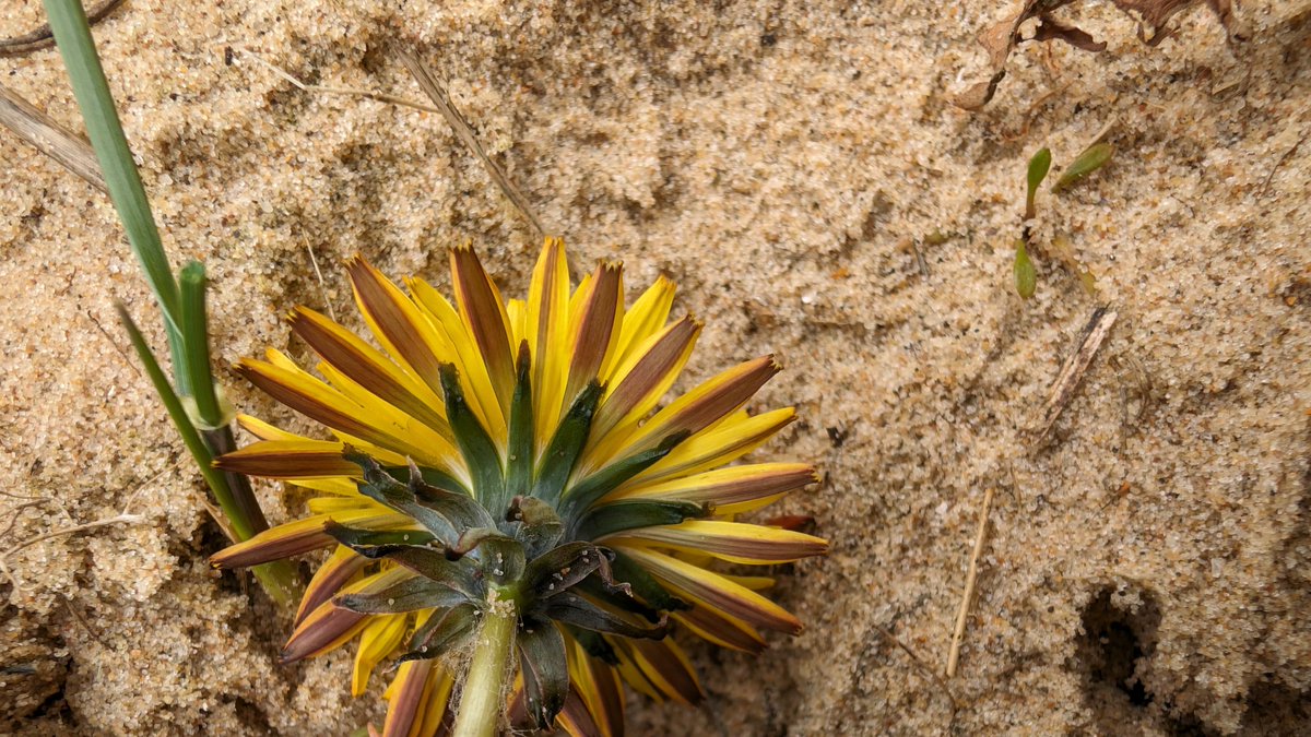 Perhaps one of the easiest to recognise Erythrosperma #dandelions Taraxacum inopinatum growing on a sand dune, Holkham, VC28 yesterday. This is endemic to British isles and has dark spotted leaves unique to this section  <a href="/BSBIbotany/">BSBI: Botanical Society of Britain & Ireland</a> #wildflowerhour