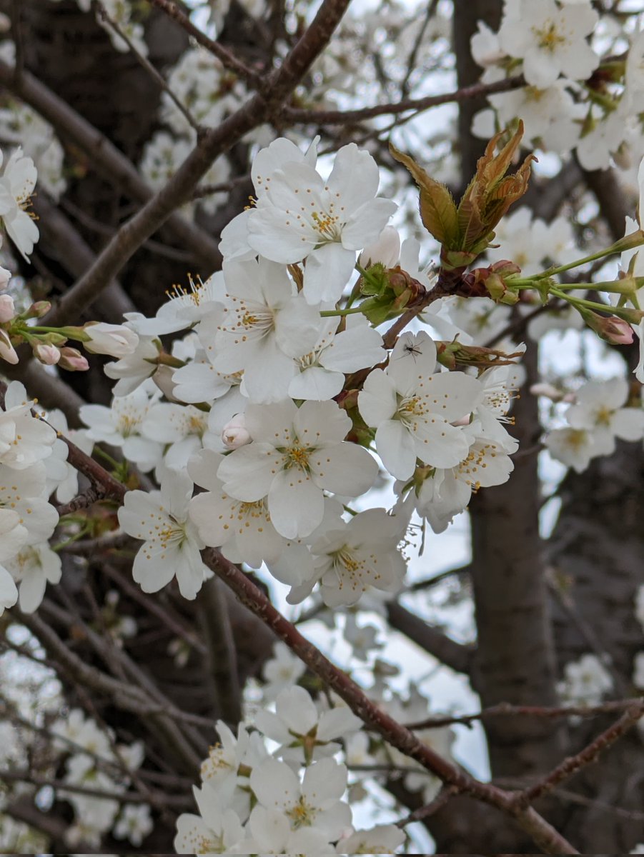 懲りもせずまた見に行ってきちゃった（コレがホントに最後） 同じ桜でも少し色が違うのは何か理由があるのだろうか🤔 ピンクっぽいのと白っぽいの 単なる日の当たり具合？ 今更の疑問🌸