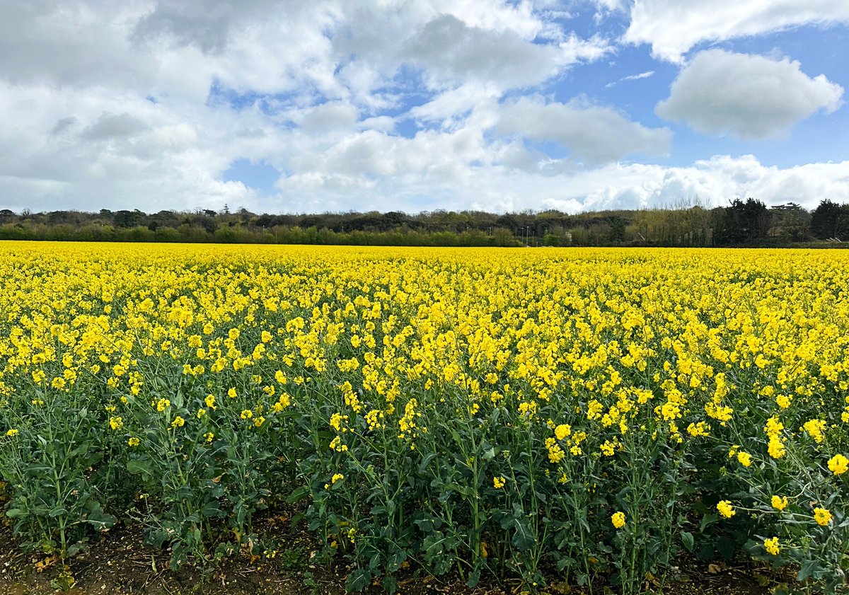 Here's our Winter Oilseed Rape National List trial in Kent - looking good! 👌