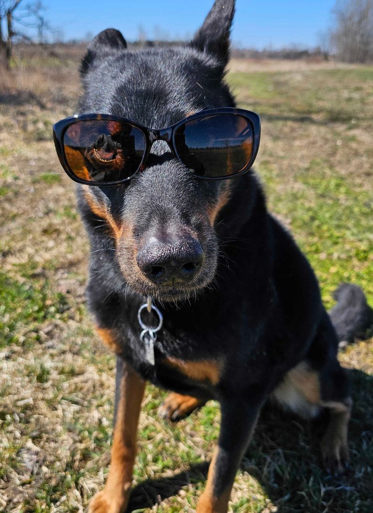 All the buzz is about today's solar eclipse: We're expecting a little mid-day darkness! Be sure not to look unless you have proper eyewear! Don’t forget fur family – keep them indoors with curtains closed. (As cute as the sunglasses are, they don’t work for your pets 😉)