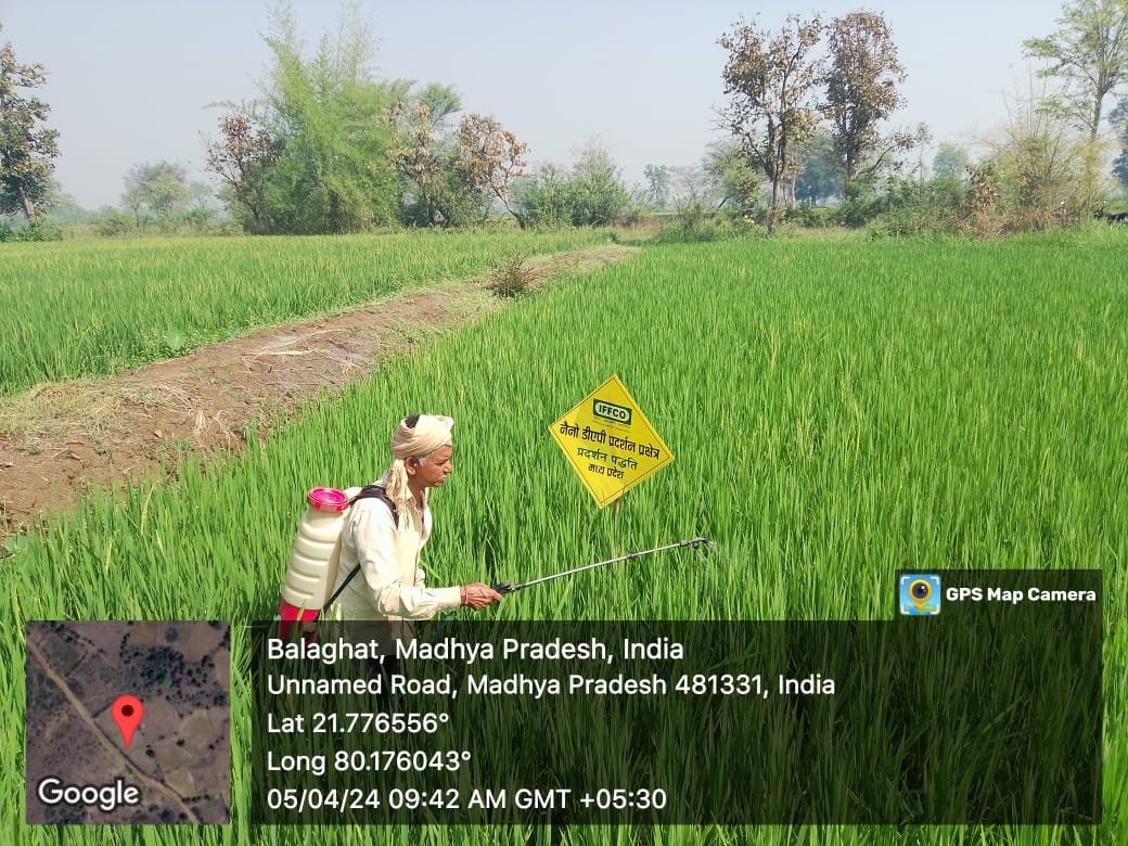 Farmer name - Manesheswar goutam Balaghat,M.P. Mobile no.- 9827953206 Farmer's Village- Dewari Plot size-0.5 acar Crop - peddy Sowing date-02/02/2023 Nano DAP SPRAY - 05/04/2024 Crop variety - 1010 Crop season- Sumner Paddy @IFFCO_PR ,@mansukhmandviya ,@iffcoyogendra