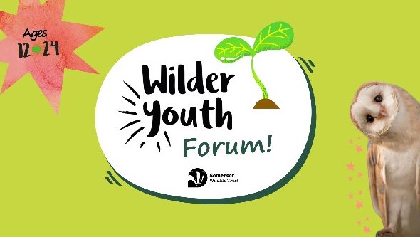 💚 Do you know a young person in Somerset who dreams of a greener, wilder future? @SomersetWT are looking for young people aged 12-24 to help shape the future of wildlife conservation. Sound interesting? For more information head to: somersetwildlife.org/get-involved/y…