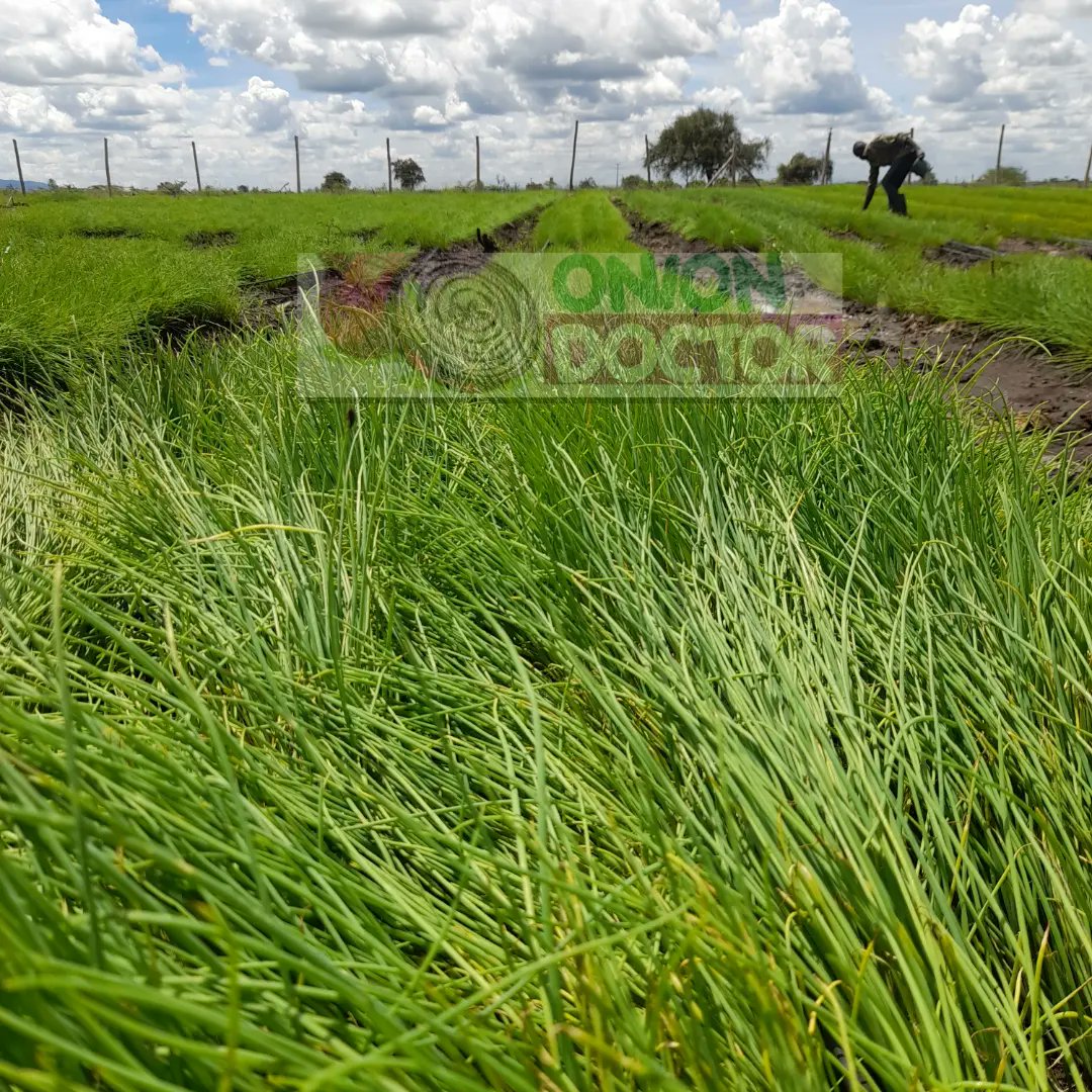 Onion seedlings available ( Red coach F1). Price 1 bob per piece. Location: Birika ,Kiserian. Delivery done countrywide. Call us on 0703982228/0706252490