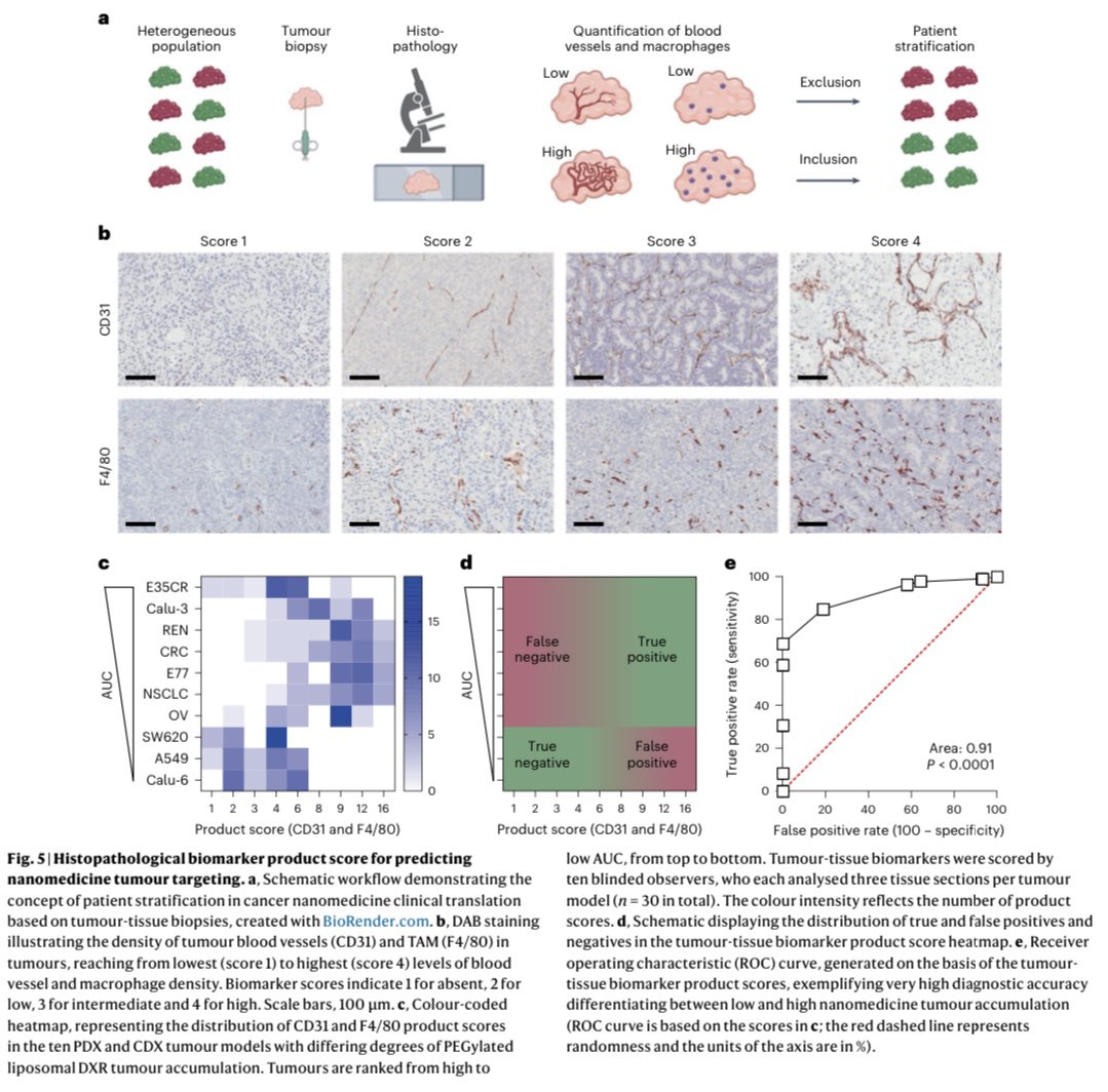 Biomarkers are needed to improve cancer nanomedicine clinical translation Check out our work on identification of tumor tissue / biopsy biomarkers in @natBME Thanks @AstraZeneca @IMC_Prague @LaBOORatory @UniklinikAachen @RWTH @dfg_public @ERC_Research rdcu.be/dD5UQ