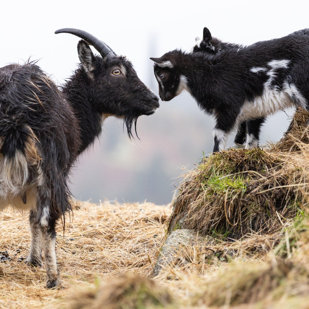 Spring has officially sprung 🐐 Just look at these adorable new additions to our Galloway Wild Goat Park — we’re obsessed! Find out more on our website: forestryandland.gov.scot/visit/forest-p…