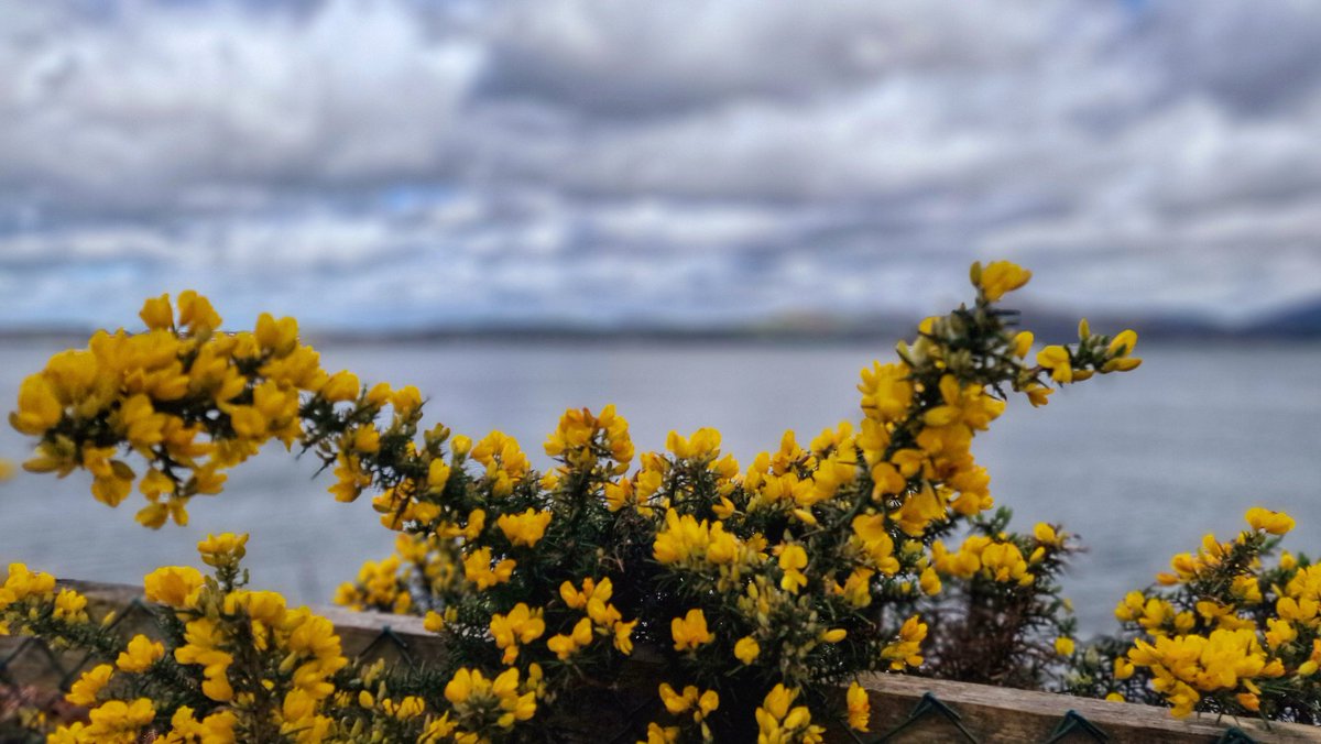 Carlingford Greenway @bbcniweather @angie_weather @WeatherCee @barrabest @linzilima @geoff_maskell @lindahughesmet @Ailser99 @cherylwoods33 @MCMarieB @CarolN657 @CarlingfordIRE @laneyupthehill @helenmc46972890 @MissEllieN @StephMT86 @VisitLouthIE