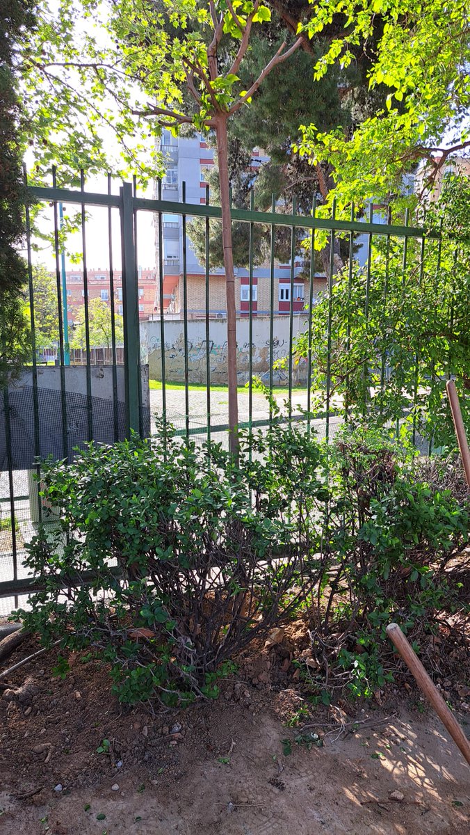 Tras la negativa del Gobierno Chueca a renaturalizar los patios de los colegios, ya que está más ocupada con el césped artificial de la Plaza del Pilar, desde la Junta de #LaAlmozara hoy empezamos las obras para que los niños y niñas no sufran las altas temperaturas.