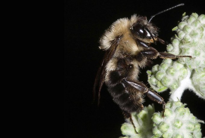 Did you know? Bees don't buzz during an eclipse. Using tiny microphones, researchers recorded the buzzing during the 2017 August eclipse in the US. The bees were active and noisy right up to the last moments before totality. As totality hit, the bees all went silent in unison.