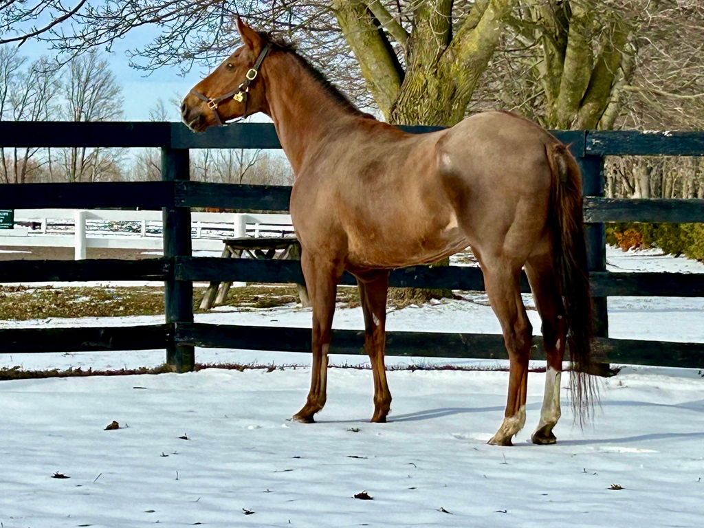 Barn favourite, Dare to Shine is now being turned out in his own round pen!  This 5yr old gelding has emerged from rehabilitation in style, a true gentleman taking it all in with poise. ❤️

Thank you to owners Sid (trainer) and Janice Attard for donating to us.
📸 Cate

#ottb