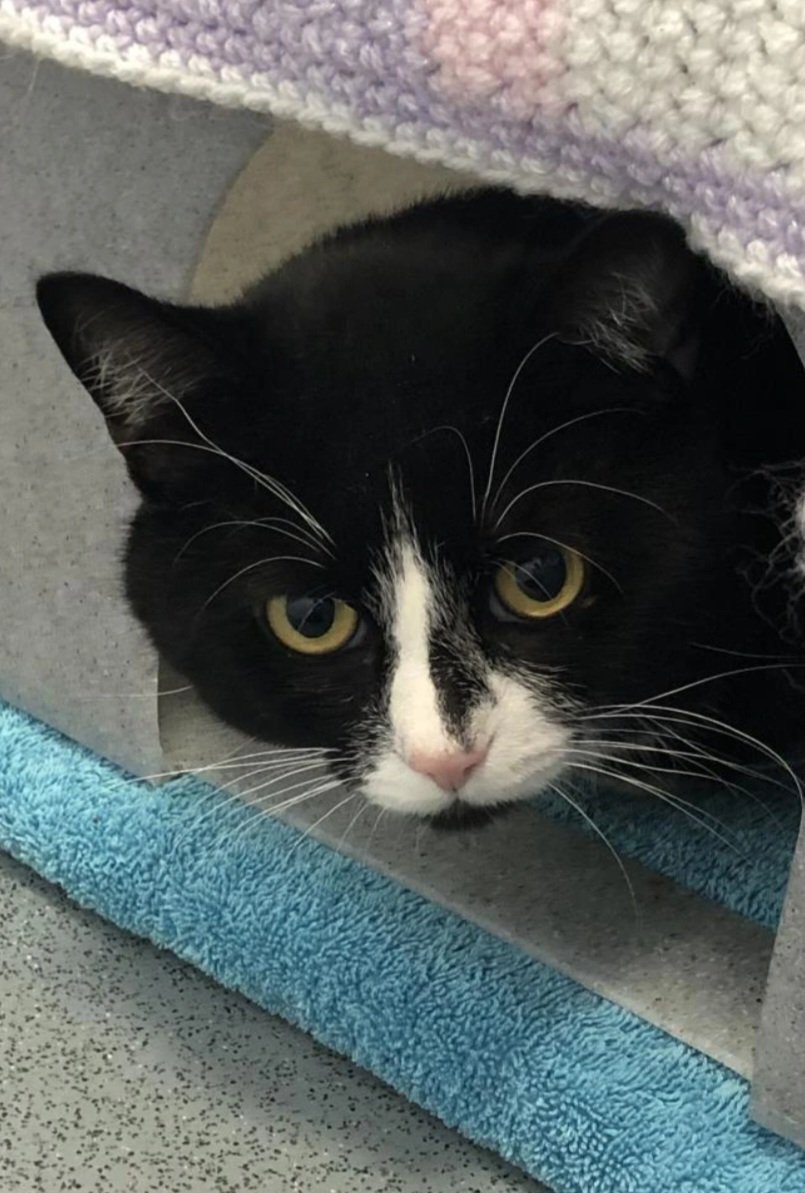 We have lots of black (& white) cats here at the Tyneside AC who are unfortunately feeling a little overlooked 😿 Could you lend a helping paw and share their stories? 🐾 Pictured we have: Spring, Walter, Mittens & Peter 🖤 Our website 👇🏻👇🏻 cats.org.uk/tyneside