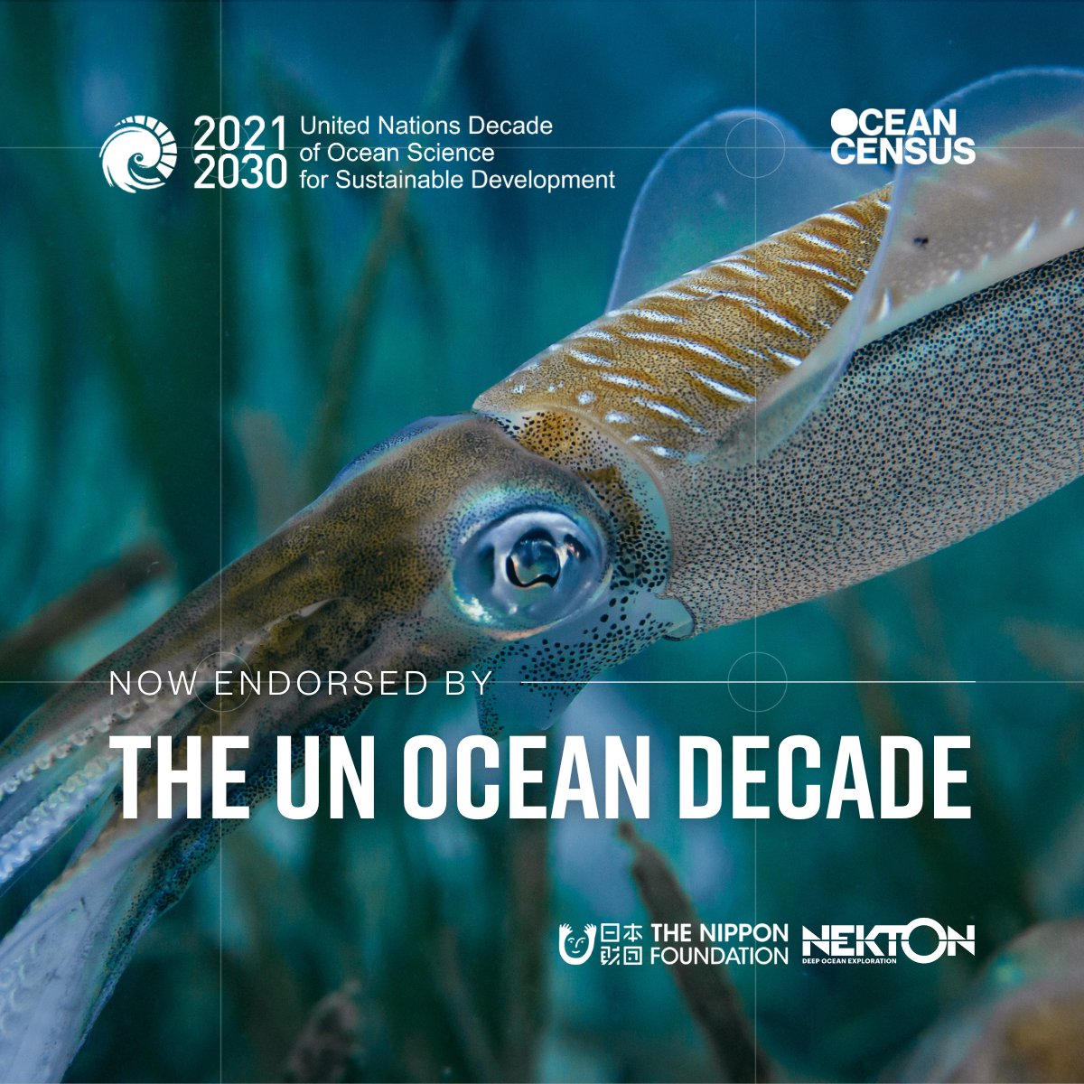 🎉 It’s official! Ocean Census has secured endorsement as a @UNOceanDecade Programme! 🌊 This cements our large-scale mission to transform knowledge of life beneath the waves as we strive for our next milestone of 100,000 new species. @NipponZaidan-@nektonmission #OceanDecade