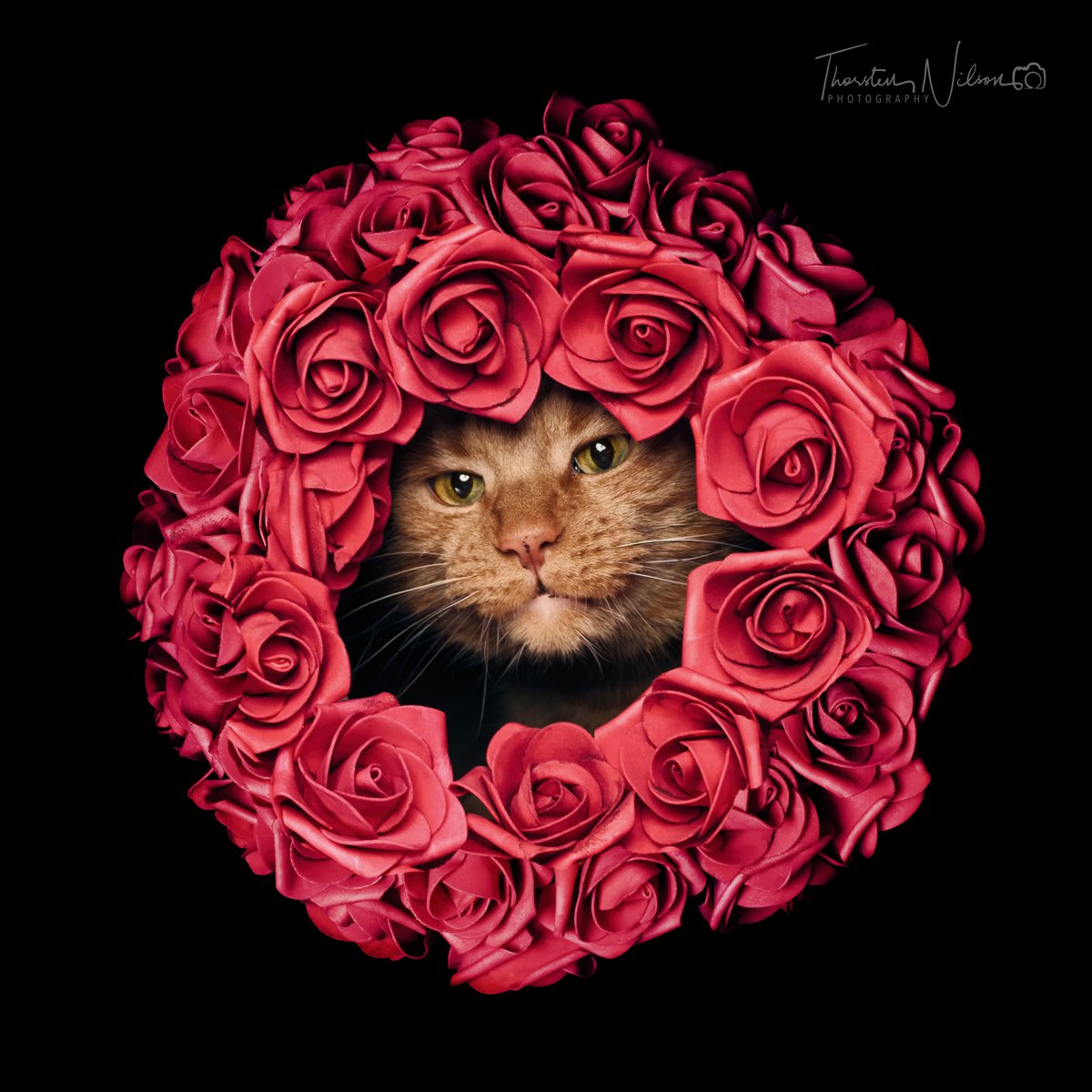 Trying to be a funny rose in a garden full of serious flowers. #CatsOfX #funnycat #roses #tierfotografie #tierfotografulm #ulm #neuulm #lightspruch