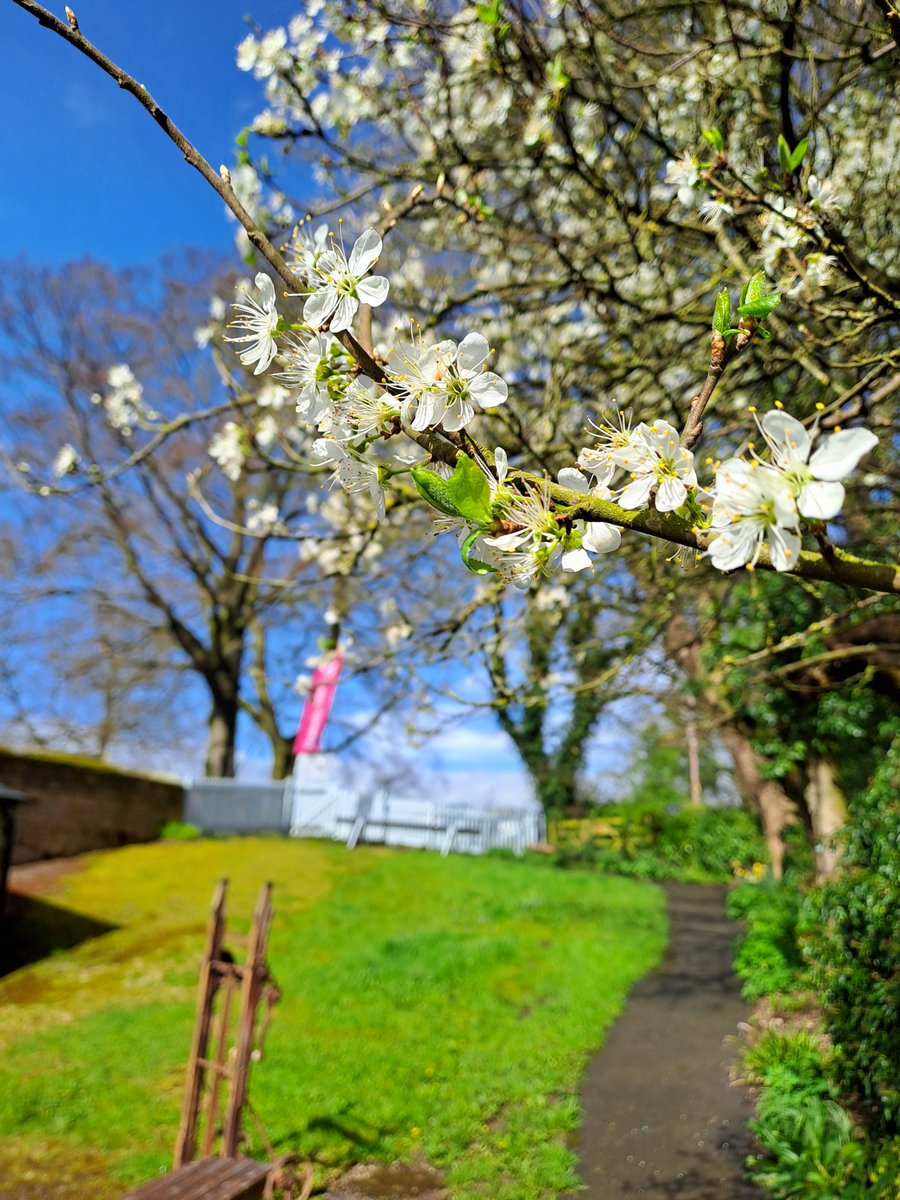 We're officially on #blossomwatch at Hardwick & Stainsby Mill! 🌸 With a late spring, we're seeing our blossom come out later than expected this year. Let us know if you've seen any pops of colour in the gardens recently. #blossom #watermill #derbyshire #chesterfield #bolsover