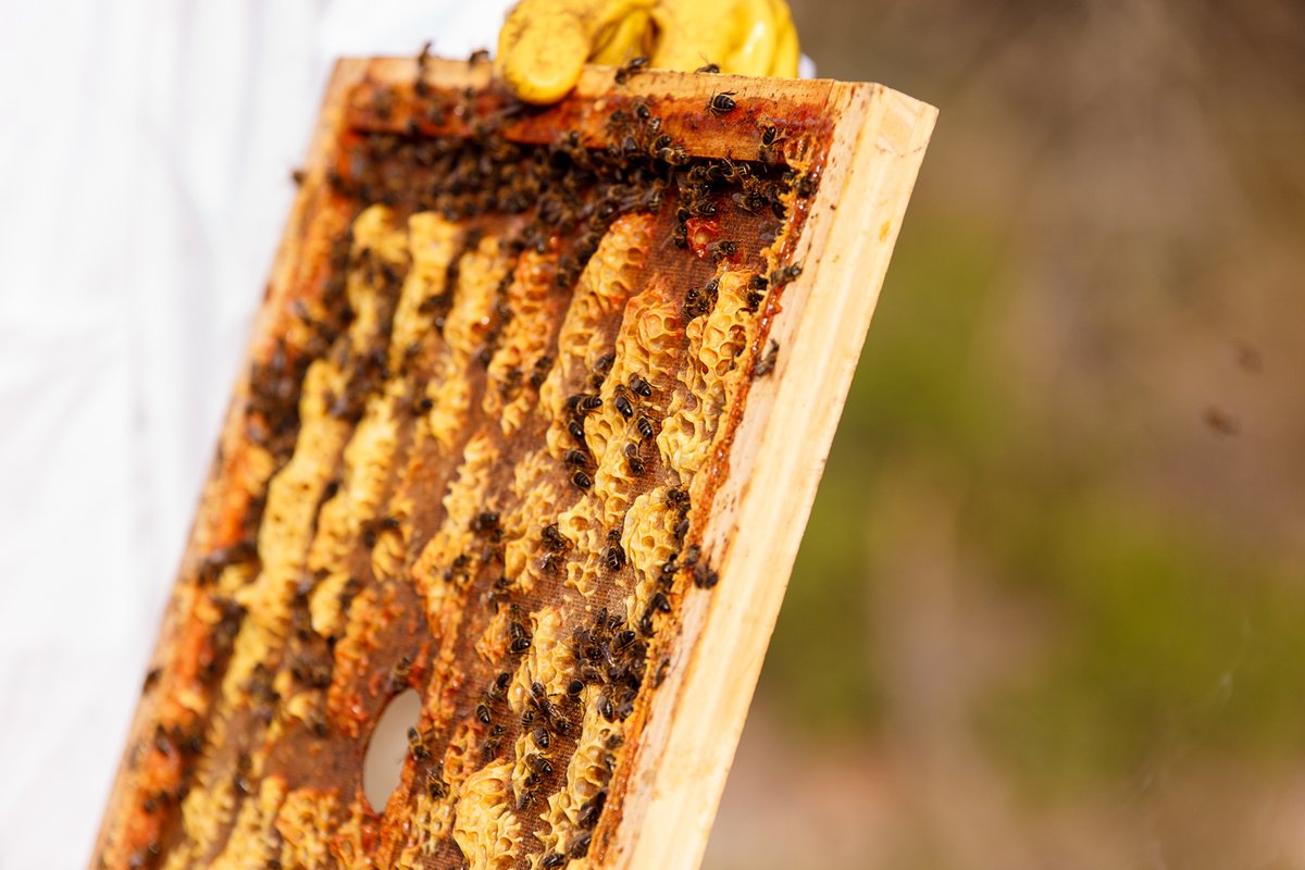 🍯 Us agrada la mel? L’apicultura ha estat una de les activitats tradicionals d’Arnes, a la #TerraAlta, on hi podeu visitar el Centre d’Interpretació de la Mel, un espai on endinsar-vos en la cultura i tradició de la mel. ℹ️ Més info 👉 tuit.cat/sYa6N #TerresdelEbre