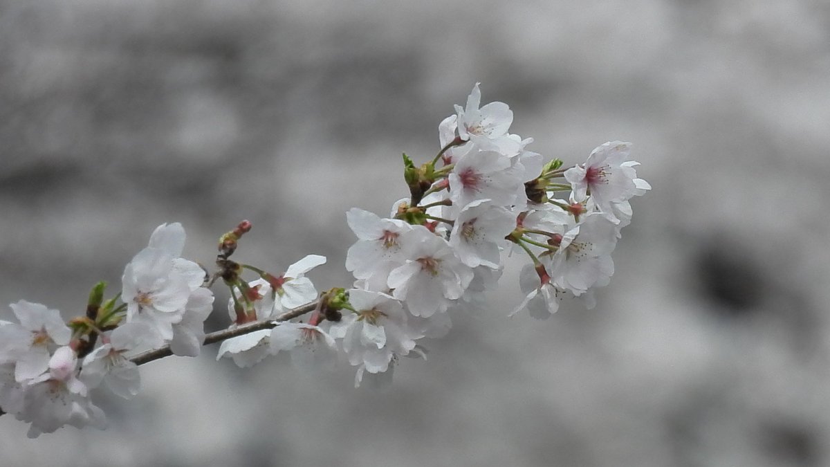 pilotF_3's tweet photo. 今回は普段とは違う投稿です
某屯地で咲いていた桜です
ここの桜たちは今年も新入たちを温かく迎え入れてくれてるのかなと思います😊 https://t.co/bX4fxhoIia