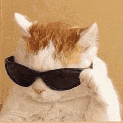bruvcatsolana's tweet photo. @inversebrah whos gonna sue me for rocking these S tier shades bruv https://t.co/GWvKsIsHeV