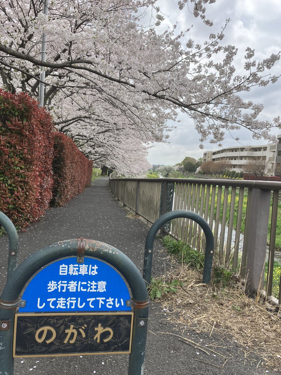 1997piglet's tweet photo. 今日のお休み、野川にお花見へ行ってきましたー　満開ですね

#狛江　#和泉多摩川　#美容室　#二子玉川　#登戸 https://t.co/aRL8KEnX5g