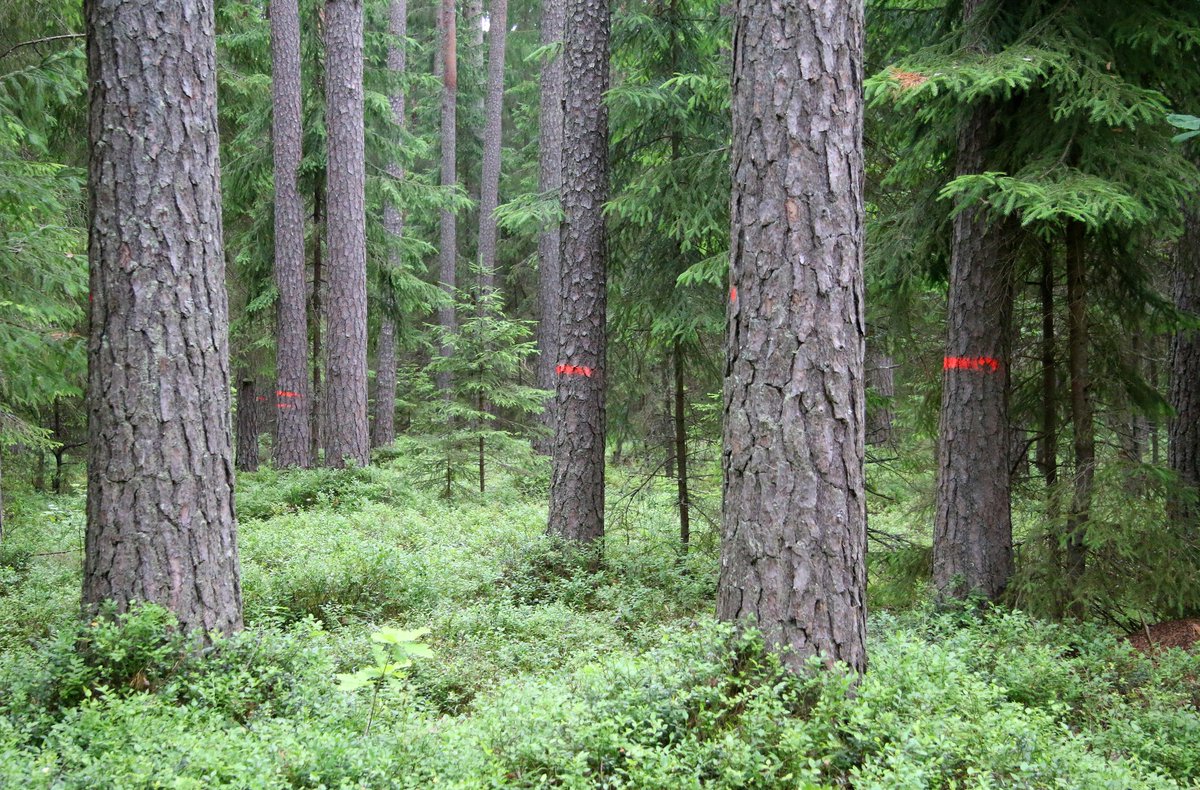 📗Šodien nolasītais <a href="/Satv_tiesa/">Satversmes tiesa</a> lēmums skaidri norāda, ka mežu apsaimniekošanā jāņem vērā ilgtspējas principi, ne tikai ekonomiskais aprēķins, un nepieciešams līdzsvarot sabiedrības labklājības, vides un ekonomikas intereses.
ℹ️Plašāk te: lob.lv/2024/04/vides-… #mežsirmājas