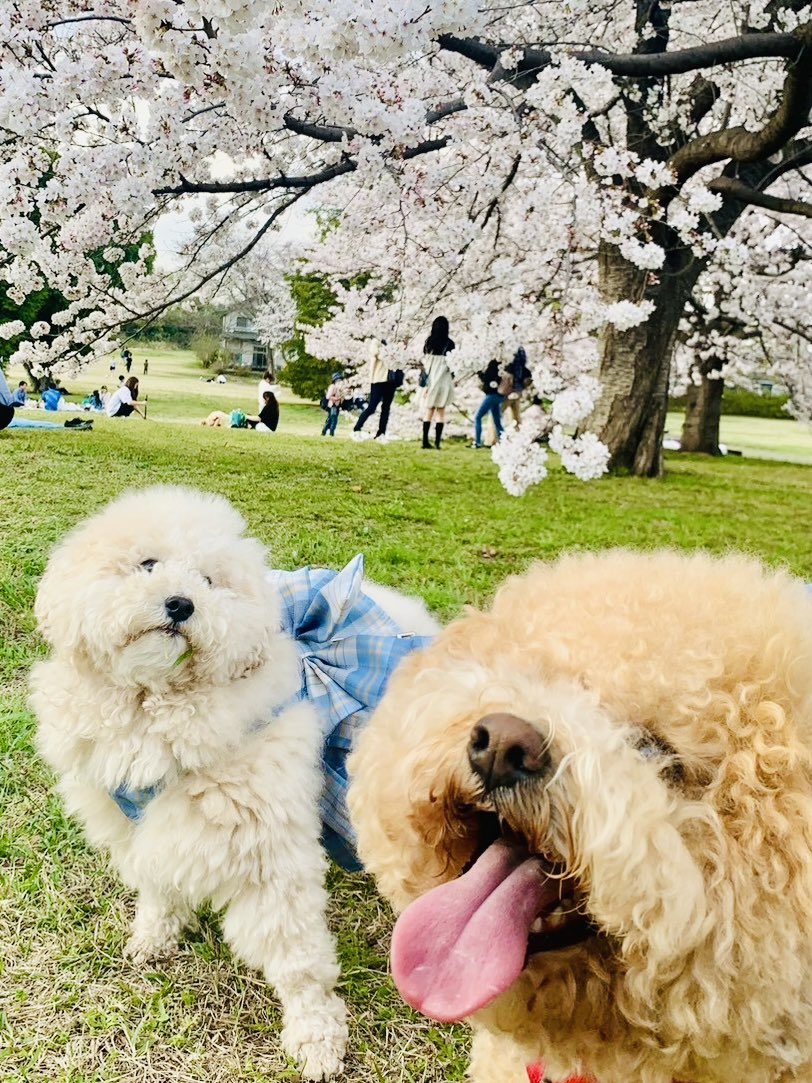 558g776's tweet photo. 桜が咲いたぁー🌸
今年も同じ桜の下で….🌸
３回目だ〜〜！
3才だぁ〜！
来年も来るぞ〜🌸🌸🌸
#ビションプ #トイプードル  #３回目の花見 #さくら #いぬのいる暮らし #3才 https://t.co/Qu9Iw5yhNe