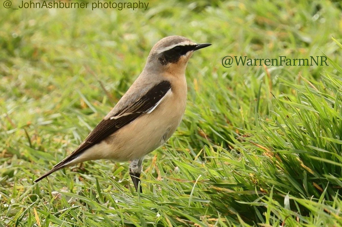 THE WHEATEARS ARE BACK!🐦‍⬛💚☺️Our urban meadow is a vital food stop for both resident & migratory #birds🌼They winter in central Africa & can be best spotted here at #WarrenFarmNR hopping on the ground filling up on insects🪲Safeguarding green spaces in urban places matters🙌🏼🌿