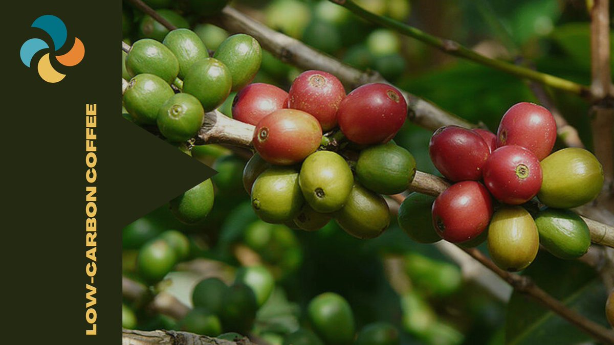 Read the success story of how Costa Rica transformed its coffee production to be low carbon! Let's enjoy a good cup of coffee together and make a difference. 🌿☕ @IKI_germany 👉tinyurl.com/bn7866ww #ClimateJustice #mitigationaction #sustainablecoffee