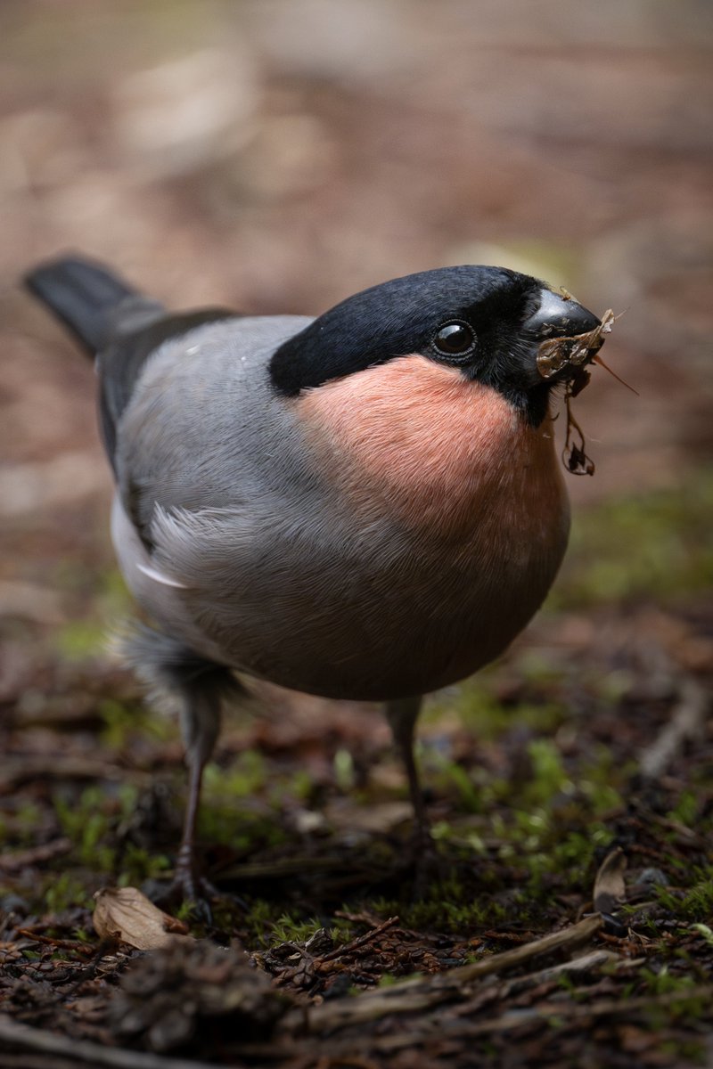 嘘のように近いウソさんその2。
目標は図鑑の写真に採用されることです笑

Nikon Z9 + Z600mm f6.3 VR S

#ウソ #4k 
#z9 #z663 #Nikon