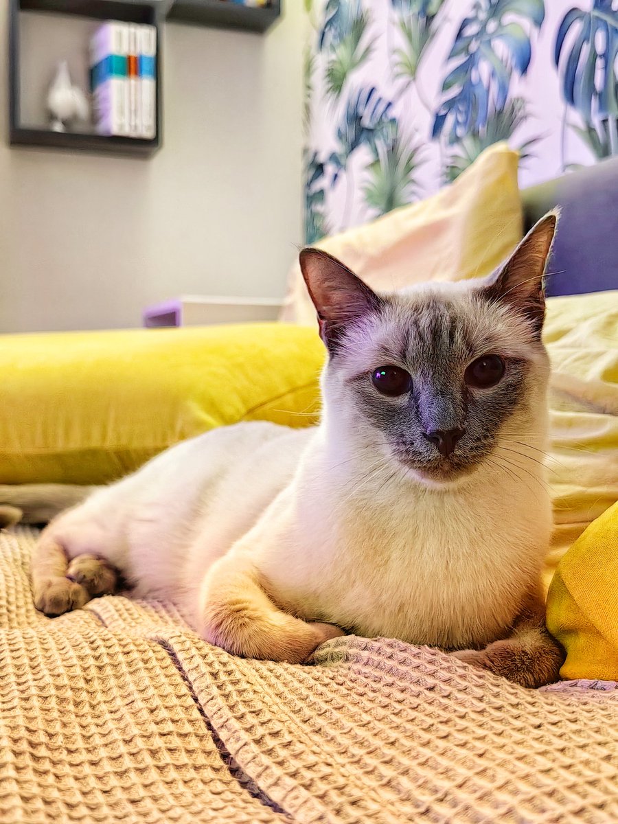 Как примерить двух тайских кошек дома?