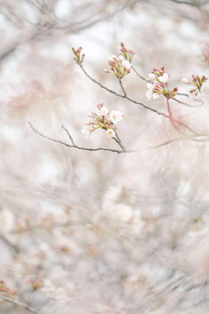 春、白濁

#spring #canonphotography 
#花 #Flowers #花が好き 
#桜 #熊谷桜堤 
#TLを桜でいっぱいにしよう