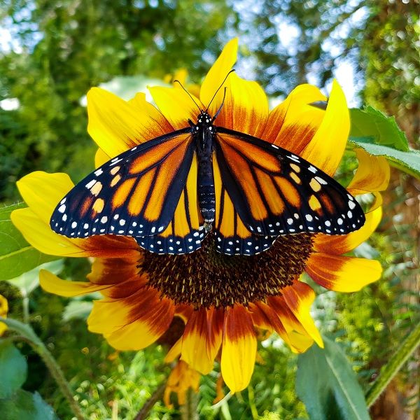 HOMESTEAD AND CHILL'S PRIZED POLLINATOR COLLECTION⁠ ⁠ This collection features Central California homesteader Deanna's favorite #easytogrow grow annual #flowers that will thrive in any zone. ⁠ Click bit.ly/49mwV9q to view on our website today! 🌞🦋