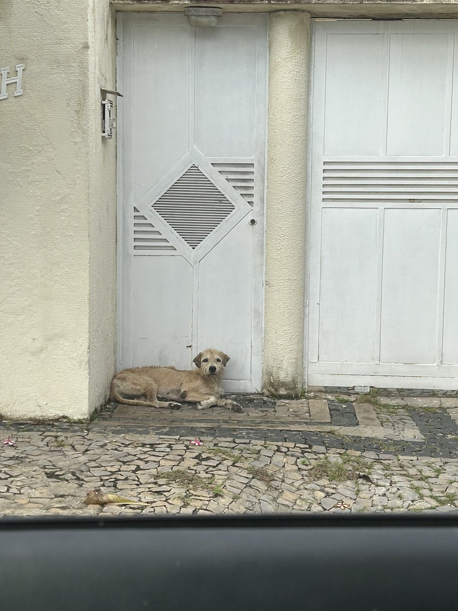 Esse è o Popó, os donos da casa foram aos poucos enxotando ele na rua,tiraram a coleira;deixaram ele na porta por várias vezes;agora botaram a casa a venda e foram embora.Ele fica aí na porta noite e dia.Agora eu e os vizinhos damos comida e água a ele.Bando de fdp.