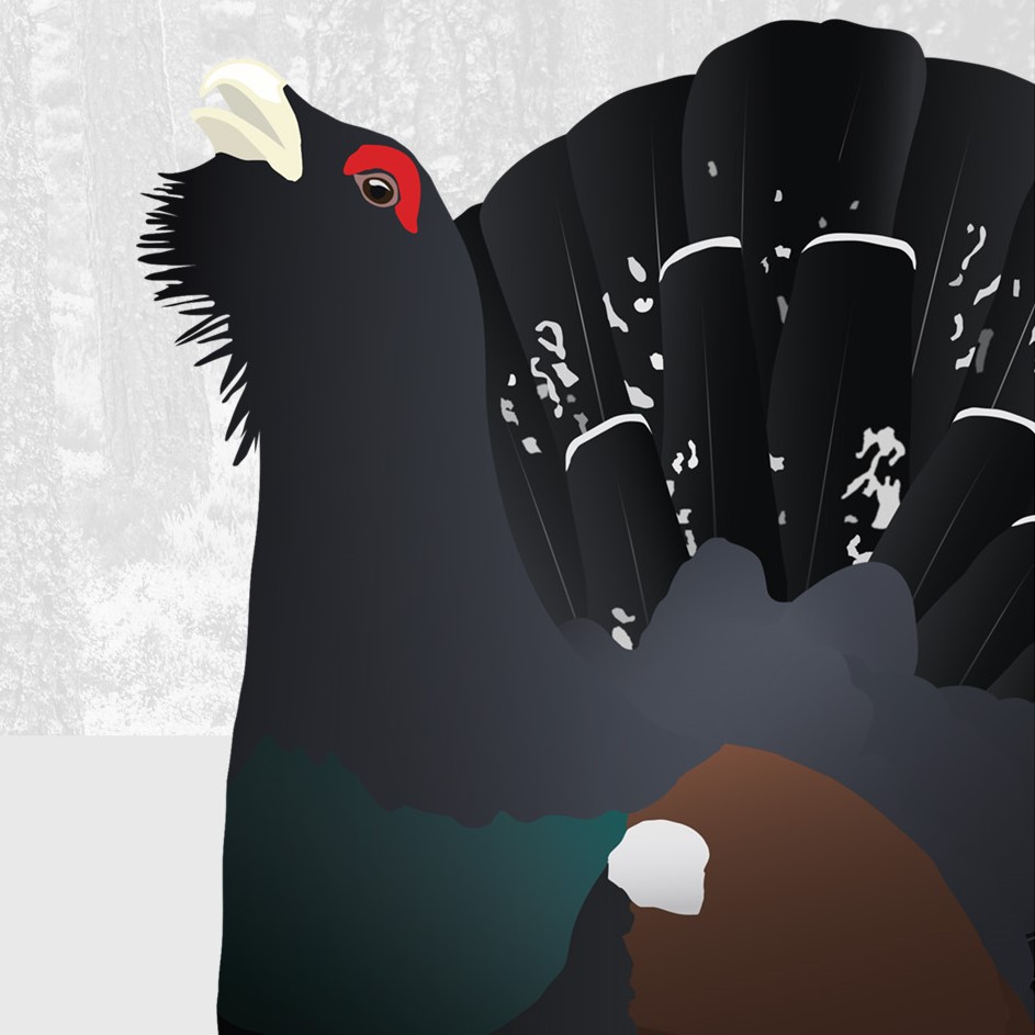 The SOC are delighted to support the #lekitbe campaign, helping to protect our sensitive breeding Capercaillie. Check out the campaign at lekitbe.scot #capercaillie #soc #scottishbirding #responsiblewildlifewatching #cairngormsnationalpark