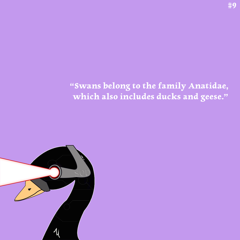 MekaSwans's tweet photo. GM! Today is here! #SwanFacts Feathered fam alert! 🦢🦆🐦 Meka Swans, @NoncoDucks , &amp; @pigeonsofny_nft  : different but united. like cousins who beat each other in games but flocked together for reunions. 

#NFTCommunity ✨🎮 #ThirdArcade 

🪽LetsFlockinGo! https://t.co/zhdUbrr83Y