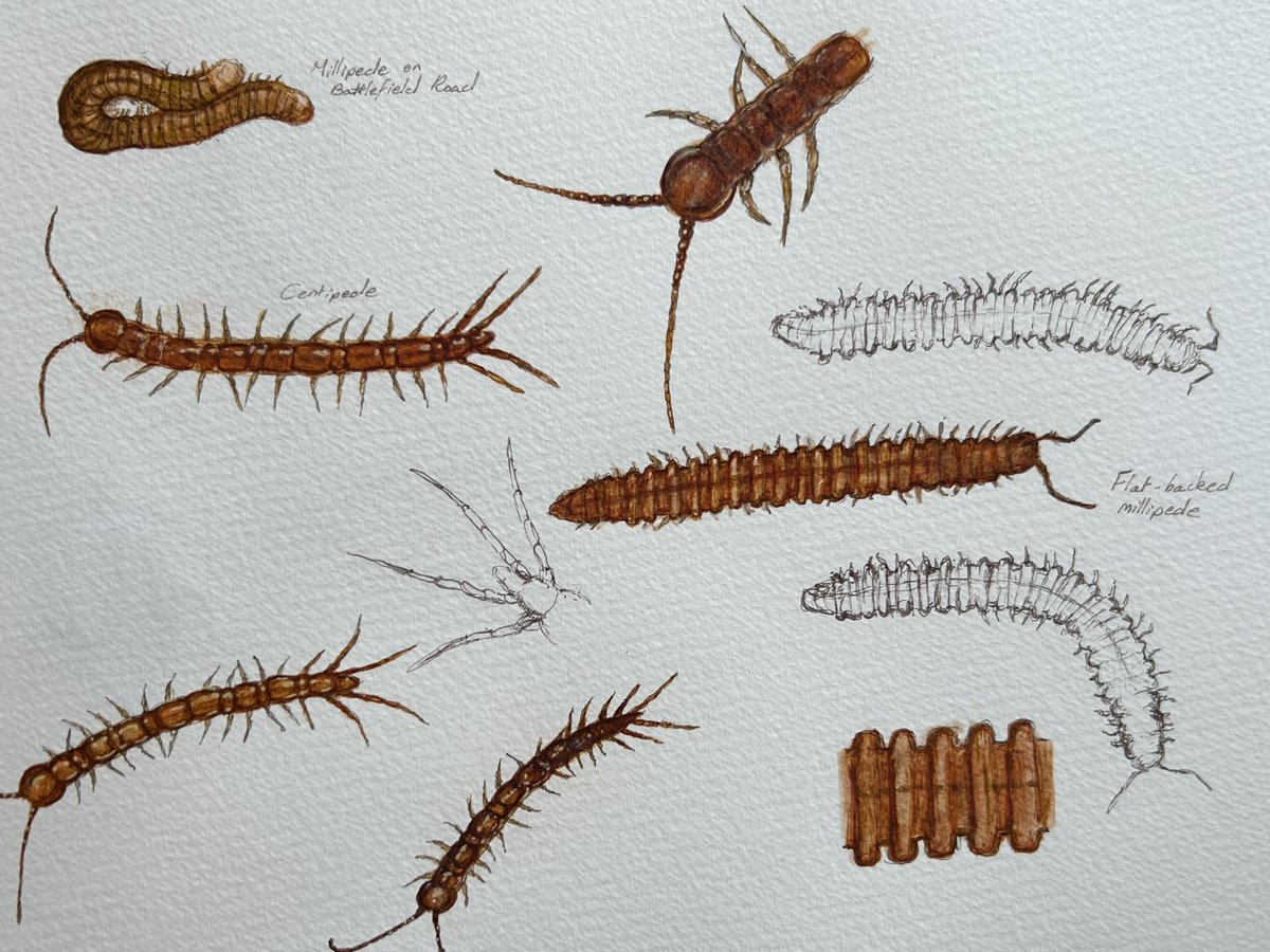 A bit of sketching. Came across some little centipedes and millipedes. #sketchbook #TwitterNatureCommunity #centipedes #millipedes #arthropods #biodiversity