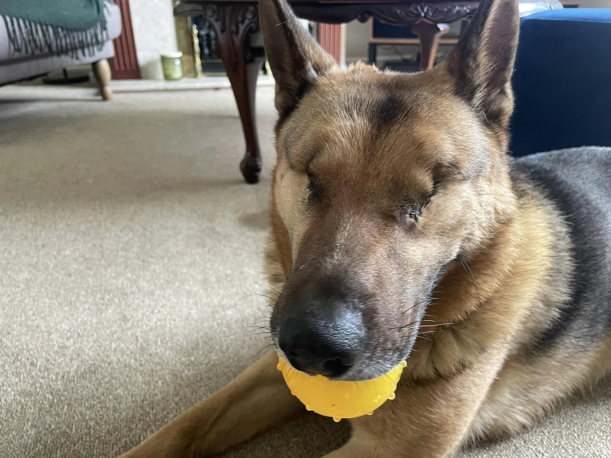 Rescue dogs for rehoming tweet media