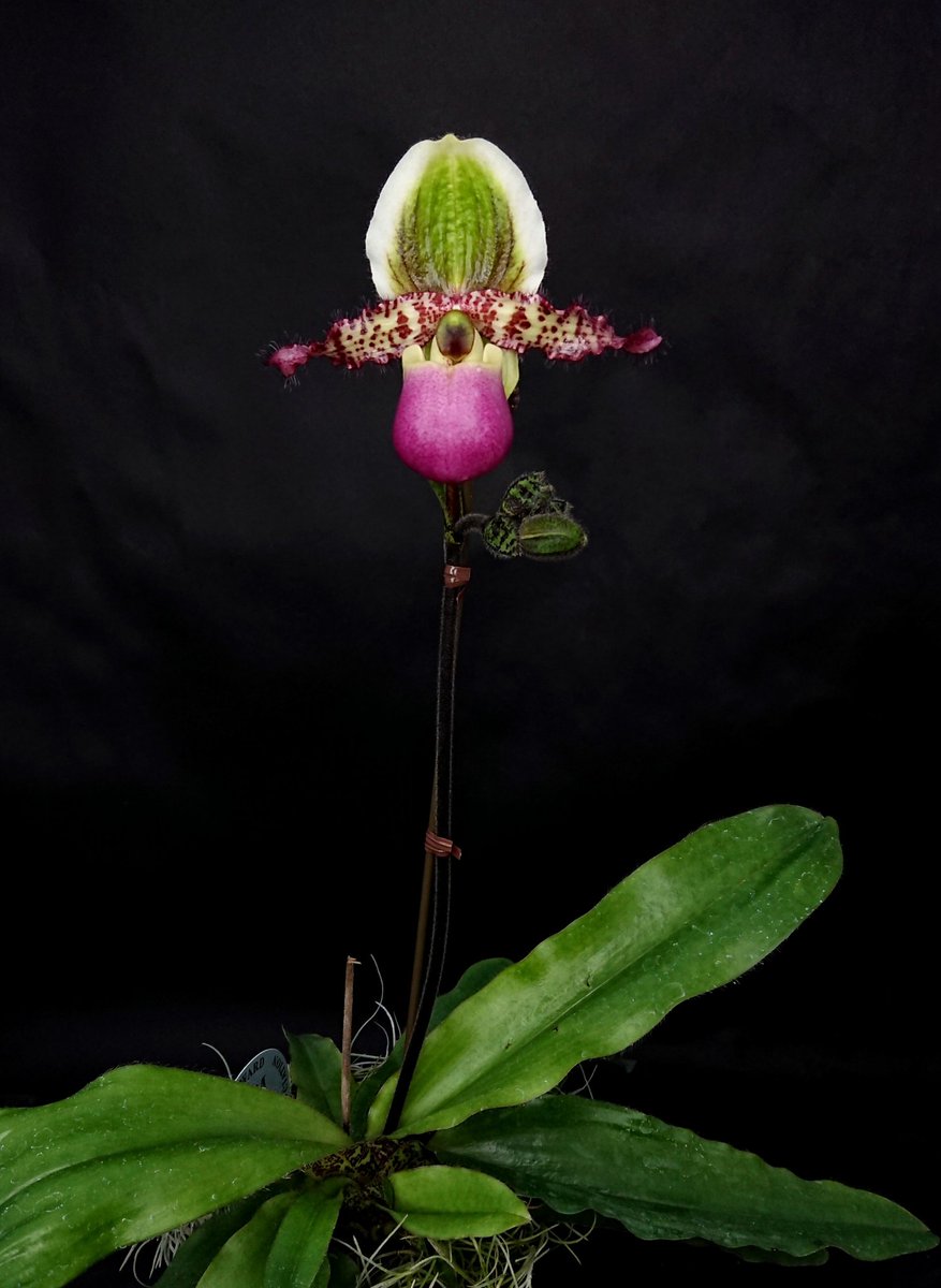 我が家はこの時期に開花し始める可愛らしいコクロ系パフィオですっ
色合いが特に美しい花です✨今回シルバーメダル受賞出来ました‼️
及川洋蘭園の良花続出の実生によって、本種のクオリティは日本で高くなってます💡
Paph. liemianum 'Pure Water'
SM/JOGA
#ご蘭なさい 
#orchid 
#Paphiopedilum