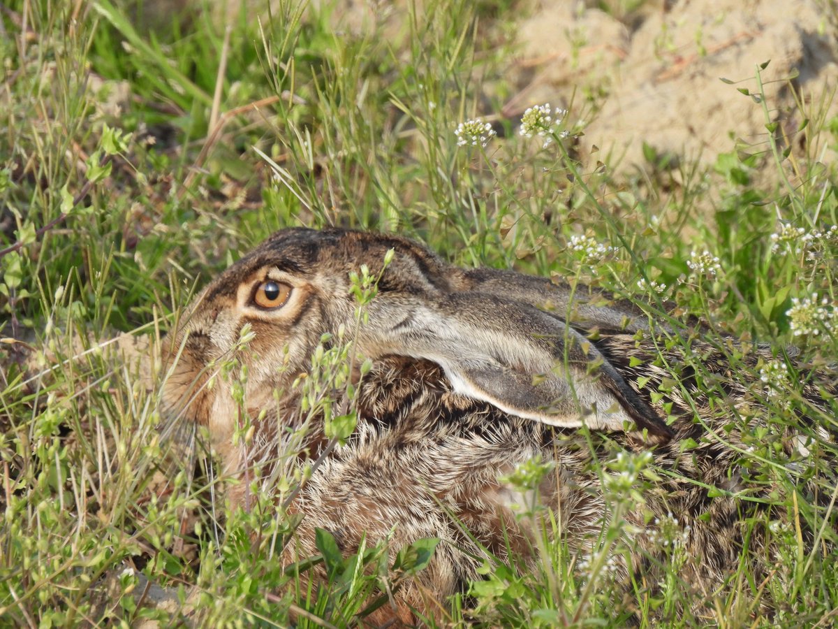 You can never have too many European Brown Hare pictures. This one was at #ValleCavanata RNR on Saturday.