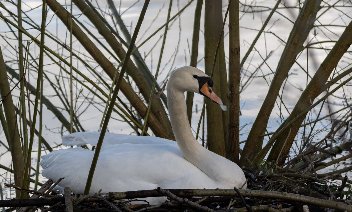 #MallardMonday #TwitterNatureCommunity #TwitterNaturePhotography Can I get away with this sitting Swan for #MM?