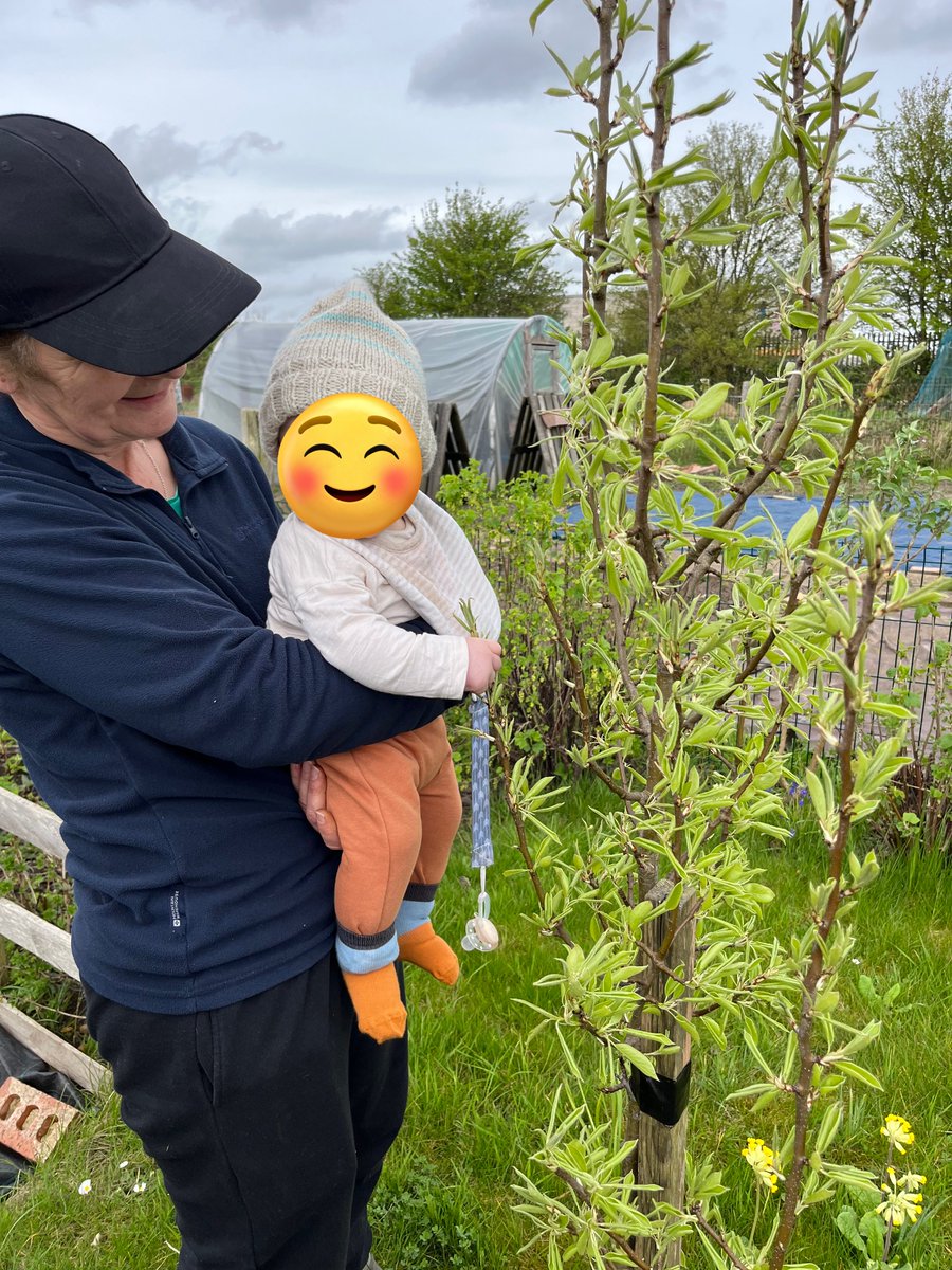 Took Joseph to see my mum’s chickens today. He was completely unimpressed and uninterested by the chickens but really took a shine to all of the allotment trees and wanted to grab them all. Proper #TreeClub baby 😂
