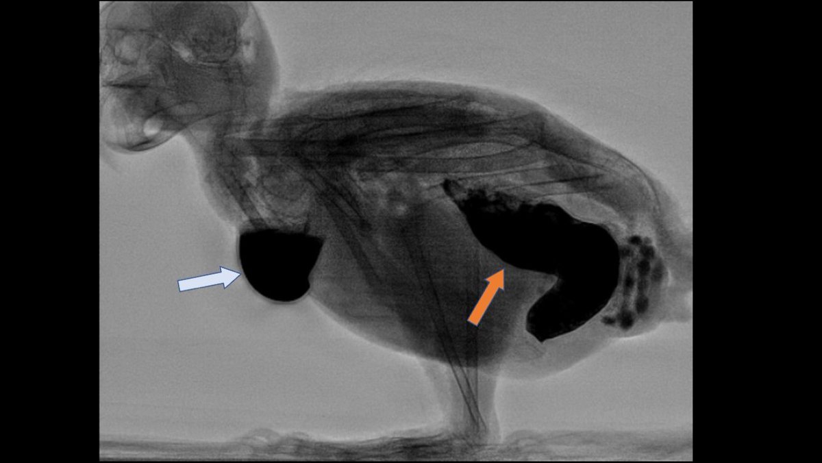 This is a fluoroscopic examination of a parrot. Contrast has been applied and the crop (blue arrow) and stomach (red arrow) are visible. The stomach (proventriculus) is enlarged due to an viral infection (Avian Bornavirus).