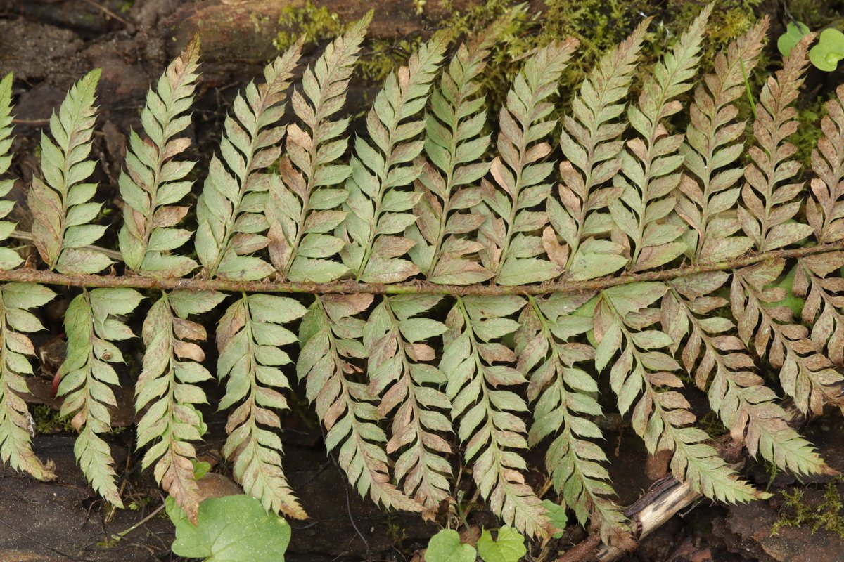 RPilze's tweet photo. Milesina vogesiaca ex Polystichum aculeatum

#Milesinavogesiaca #Milesina #Rust #Rustfungus #Rostpilz #Rost #Polystichumaculeatum #Polystichum #GelappterSchildfarn #hardshieldfern #Polysticàaiguillons #mushroom #mushrooms #fungus #fungi #pilz #pilze #champignons #champignon https://t.co/UOebItwuKd