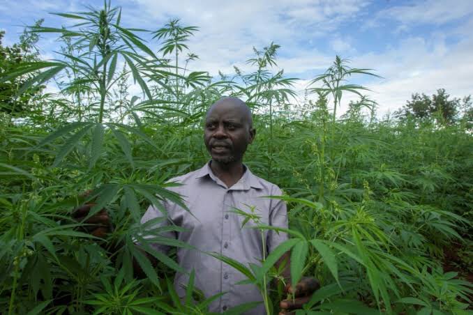 Malawi has legalized the cultivation of a highly potent local variety of cannabis for industrial and medicinal use. 🇲🇼 #LFAT
