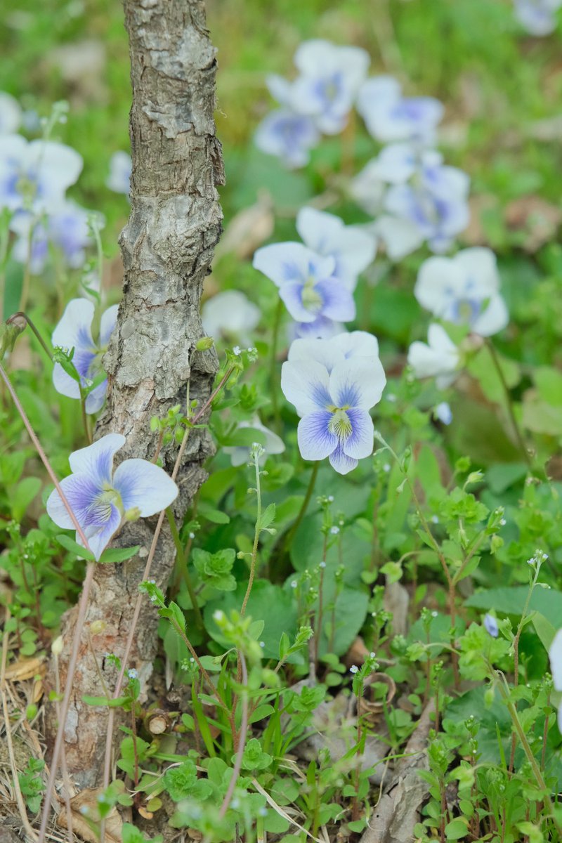 봄에는 가끔 땅도 내려다 봐줍니다 :)
