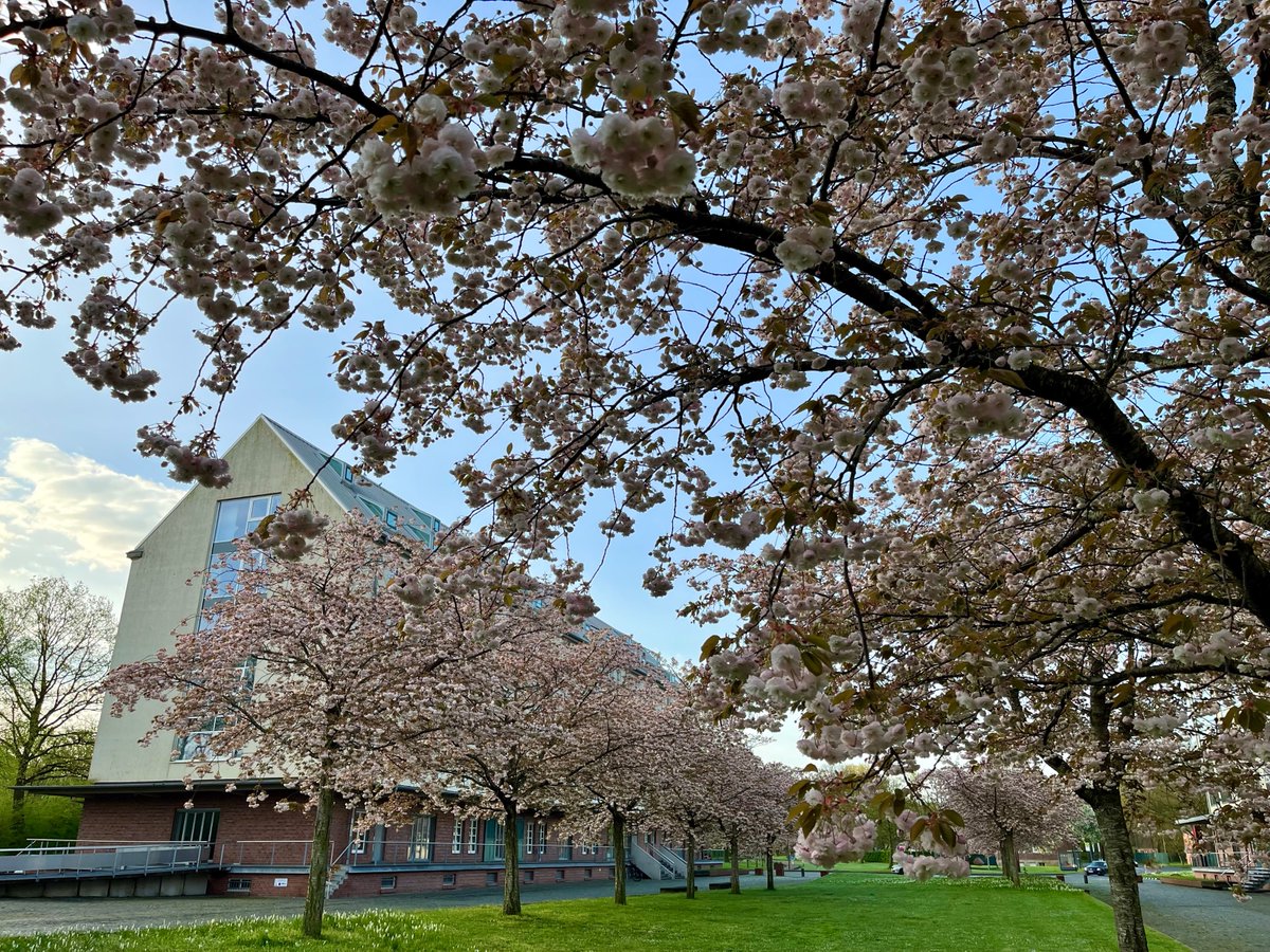 Guten Morgen in #Westfalen! Die Sonne geht über der Speicherstadt in #Münster auf und die Kirschen blühen in voller Pracht. Willkommen in der Frühlingswoche! #Wochenstart