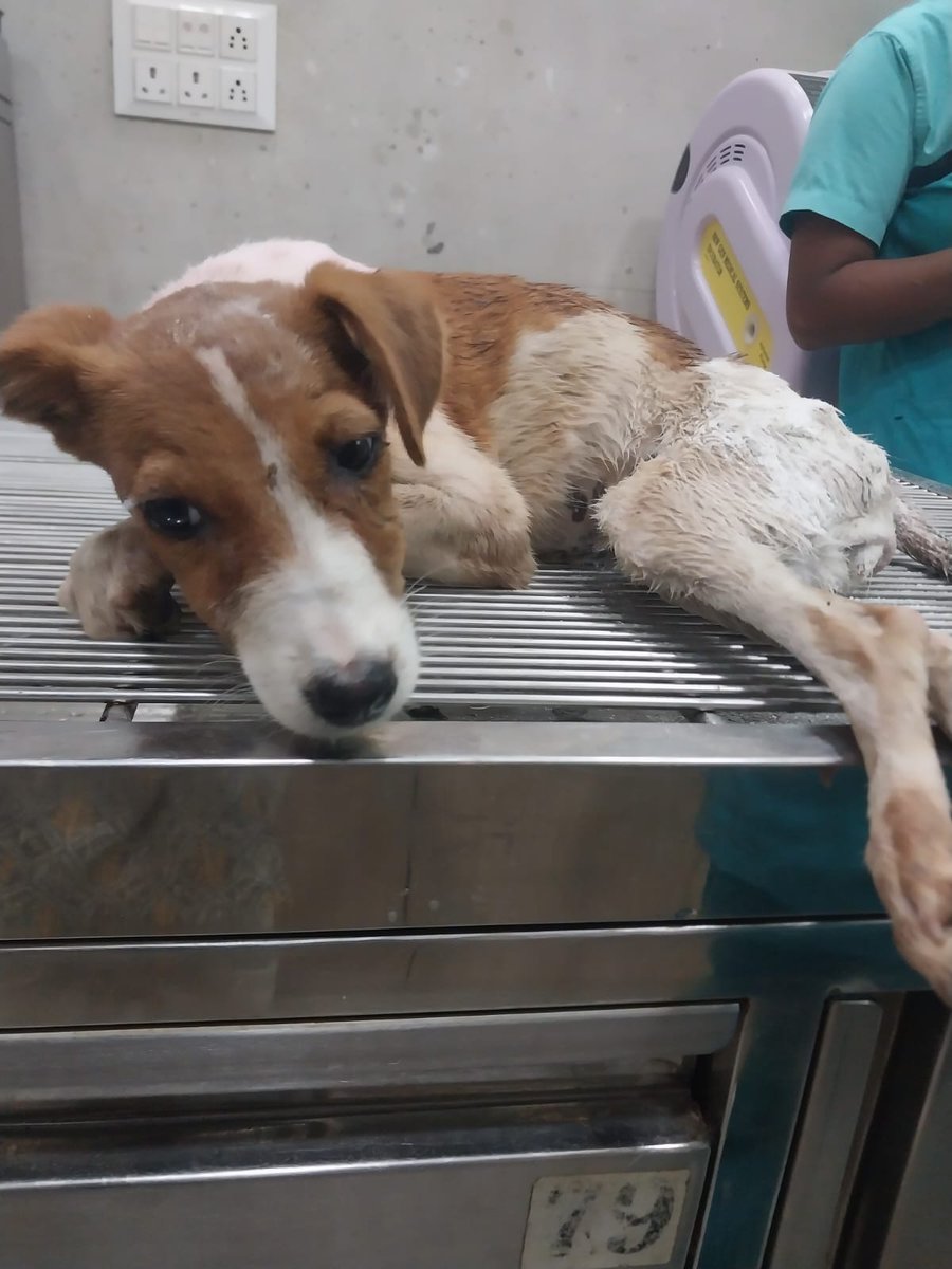 Sophie is a 5-months old pup rescued from Vasai. She has a broken spine and in a very bad condition due to a dog attack. She requires immediate attention and treatment to give her relief from the intolerable pain. #DonateNow amtmindia.org/animal/sophie/