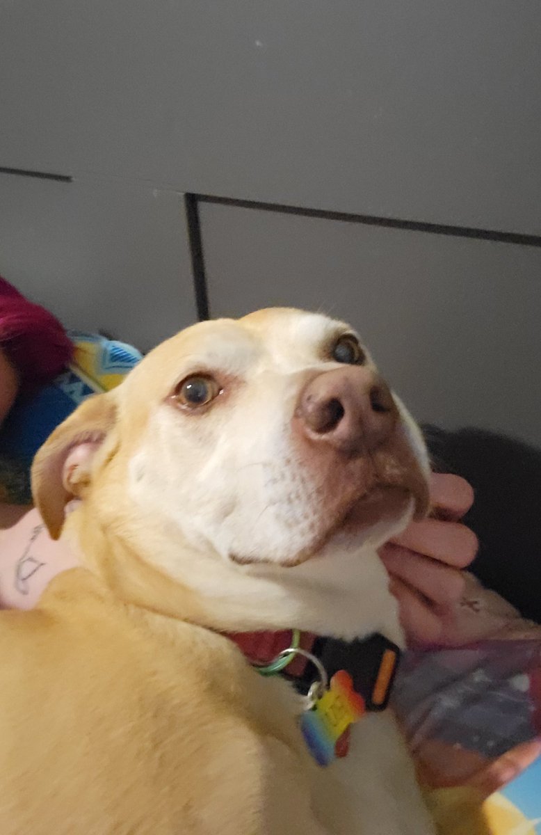 Had an amazing time at #APS2024 but I'm glad to finally be home. I missed my Rue cuddles.