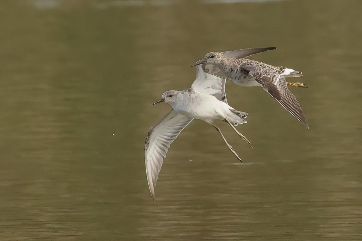 A Pair Of Ruff In Flight @WWTLlanelli