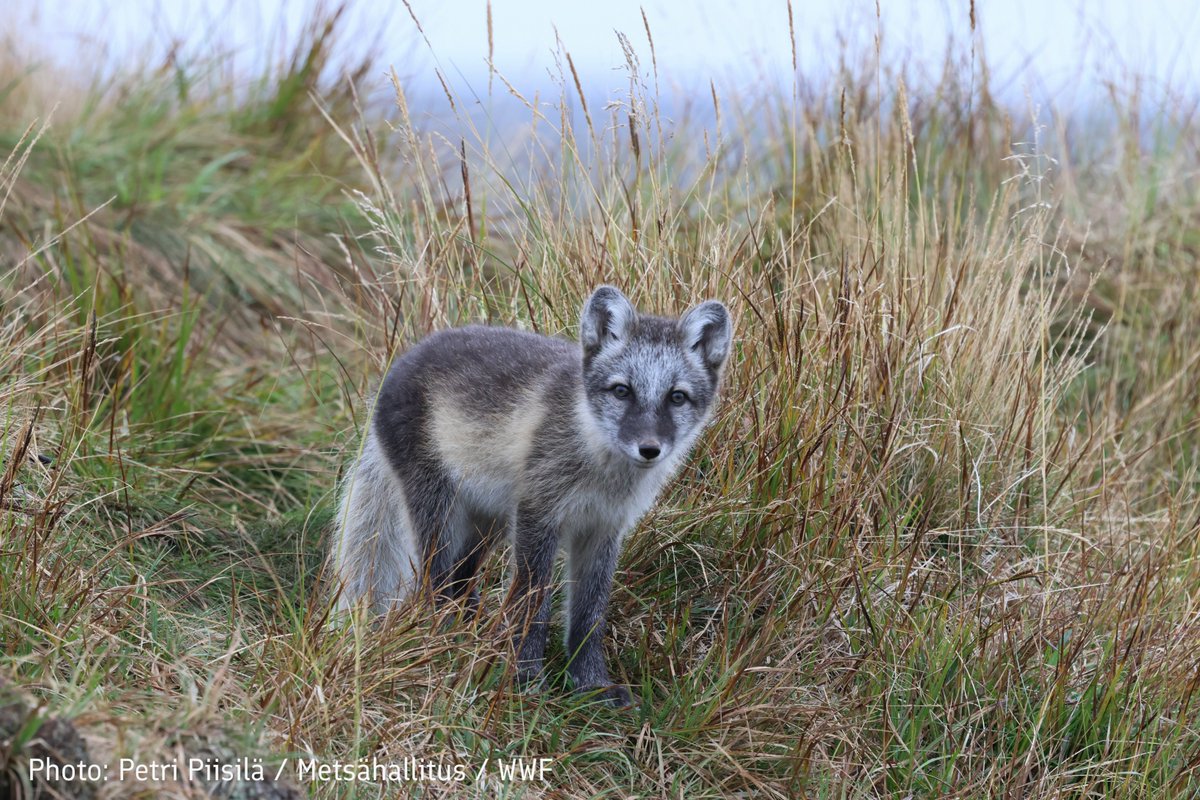 Finnish wildlife include arctic animals, such as the endangered arctic fox. Protecting the arctic fox is a success story: for 25 years, there were no cubs born in #Finland. However, in 2023, arctic foxes had 25 cubs in Finland!

#WildlifeInFinland
@WWFSuomi