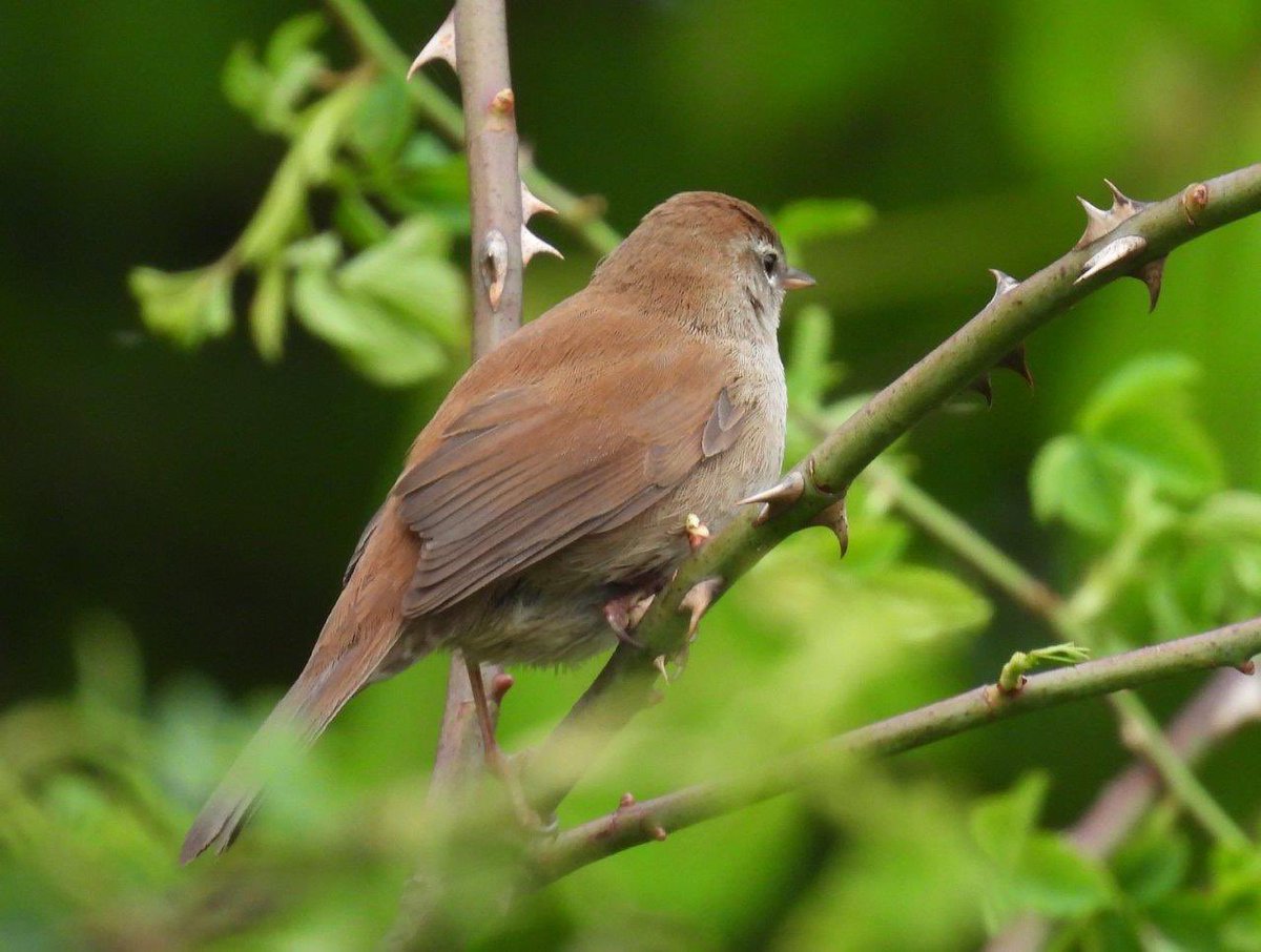 Took a short walk on the Boardwalk at #AvonMeadows yesterday. 1 Whitethroat, 3 Blackcaps, 4 Willow Warblers & 3 Chiffchaffs. Also this Cetti’sWarbler (1 of 4) heard singing. @WorcsBirding @Worcs_bird @BTO_Worcs @WorcMalvRSPB @WorcsWT